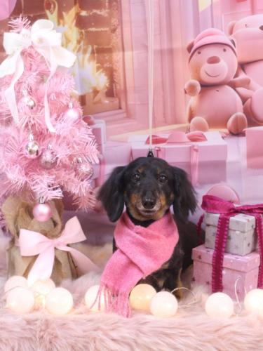 20241225ハルちゃん